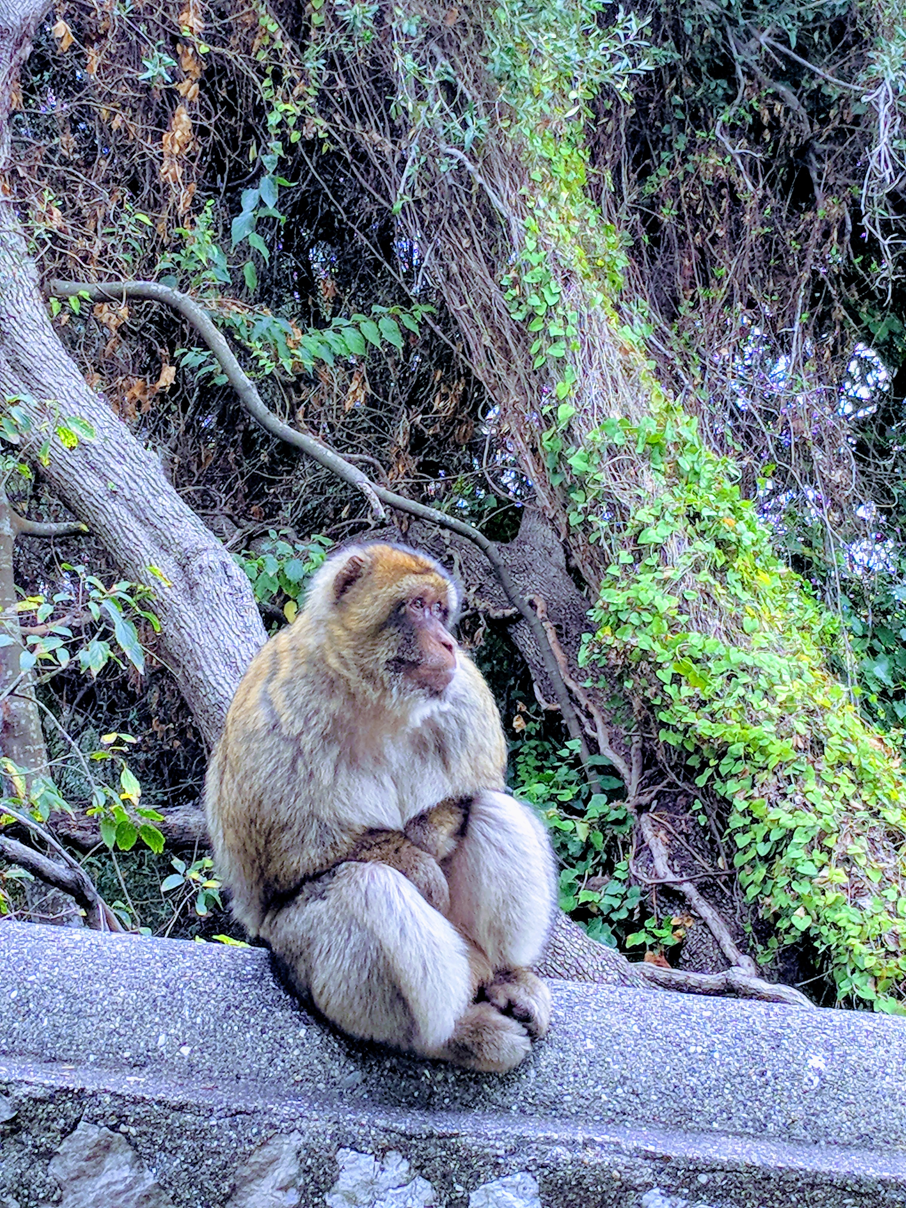 IMG_20171209_141553-EFFECTS